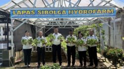 Lapas Sibolga Panen 65 Kg Pakcoy, Wujudkan Pembinaan Kemandirian Berbasis Ketahanan Pangan